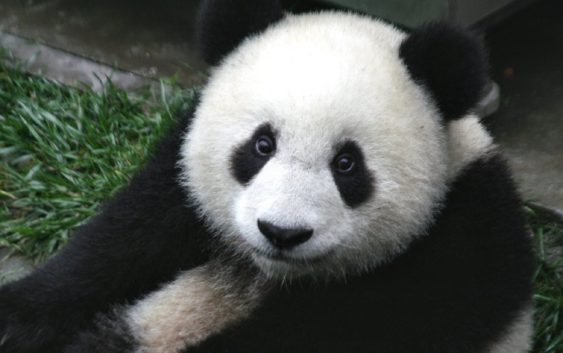 Čína zachraňuje pandy