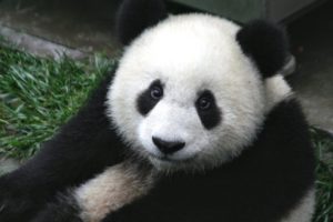 Čína zachraňuje pandy