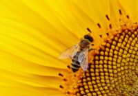 Klimatická změna a její vliv na úbytek populace včel 